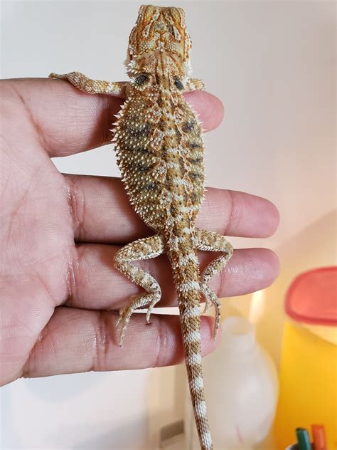 Hypo Het Trans Normal Scale Female From Paradox Lines Central Bearded
