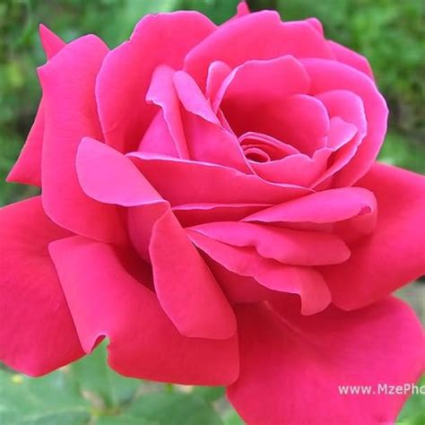 Bunga Rose Pink 56 Koleksi Gambar
