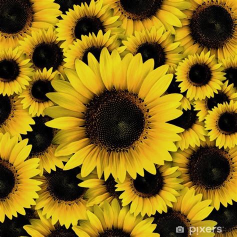 Mac backgrounds flower png images photoshop pics sunflower flower water slides diy projects to try stock pictures background images nature. dark yellow Sunflower petals closeup patterns background ...