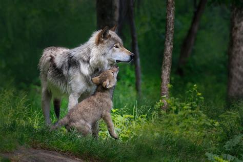 Quale Cane Può Battere Un Lupo