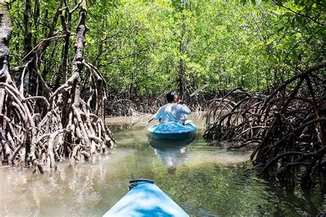 Langkawi Mangrove Kayaking With Dev´s Adventure Tours Eandt Abroad