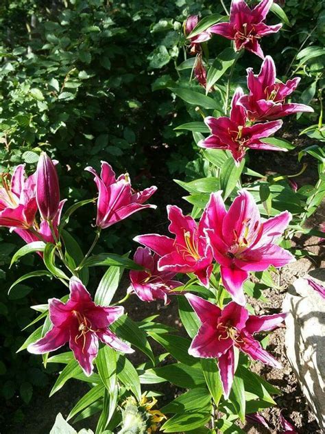 Hier verraten wir ihnen, welche pflege die staude durch reiche blüte. Pin von Kathrin Hausmann auf Garten | Garten, Pflanzen, Lilien