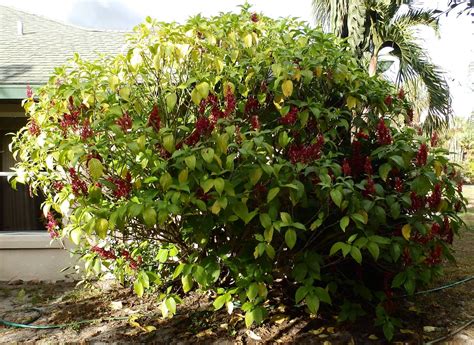 Portulaca grows best when exposed to direct sunlight. Brazilian Red Cloak Shrub (need some info) - Page 3 ...