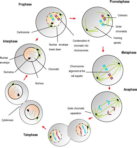 Example Image Mitosis Diagram Mitosis Biology Diagrams