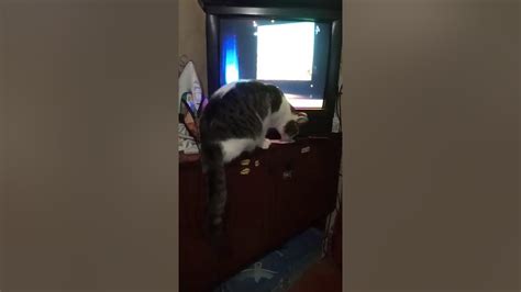 Кот сбрасывает разные предметы со стола Смешно Youtube