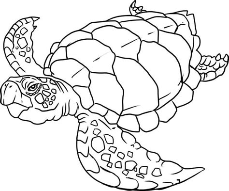 65 Sea Creature Templates Printable Crafts And Colouring Pages Free