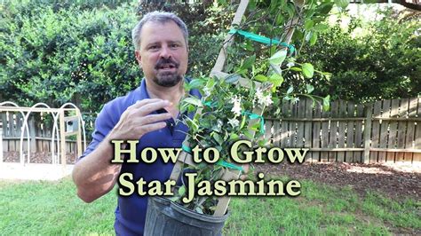 How To Grow Star Jasmine Confederate Jasmine With A Detailed
