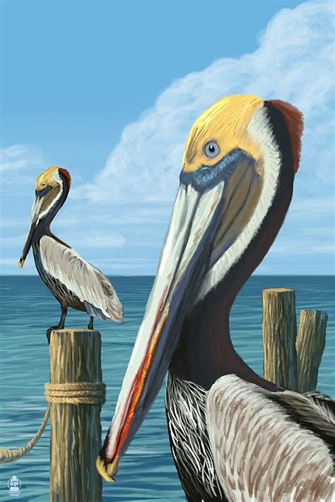 Brown Pelican Art Prints Available In Multiple Sizes
