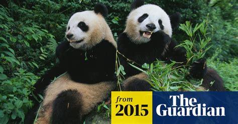Giant Panda Numbers Up 17 China Reports Wildlife The Guardian