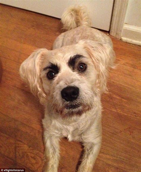 Why Do Dogs Raise Their Eyebrows