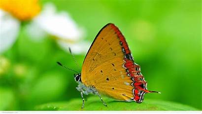 Nature 1080p Desktop Wallpapers Macro Butterfly Natural