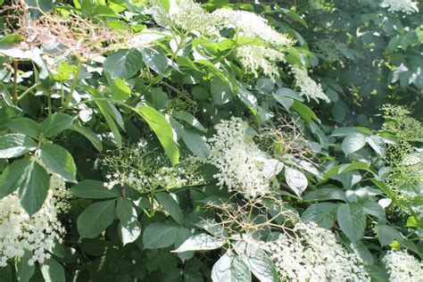 Planting Elderberry Where When And How Plantura