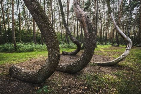 The Mysterious Crooked Forest In Poland