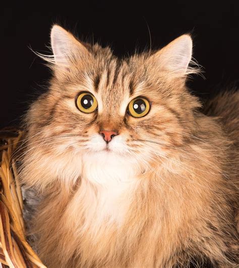 Adult Siberian Cat Stock Image Image Of Breed Decoy 155139397