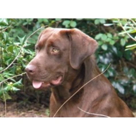 There is now also a silver and charcoal colored lab. Labrador Retriever (Lab) Breeders in Alabama | FreeDogListings