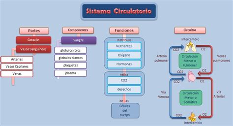 Esquemas Diagramas Gráficos Y Mapas Conceptuales Sistema Circulatorio