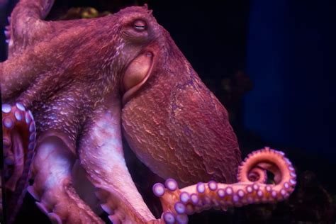 Octopuses Get Emotional About Pain Research Suggests Mind Matters