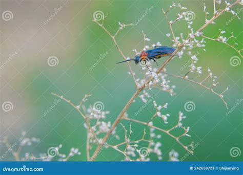 Buffalo Gnat Stock Image Image Of Insects Insect Wild 242658723
