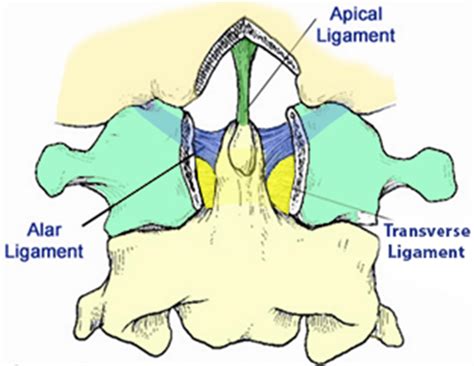Transverse Ligament Cervical Spine