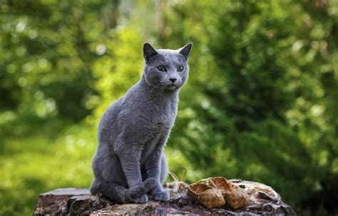 History Of Russian Blue Cats Taking A Look At Their Past Catster