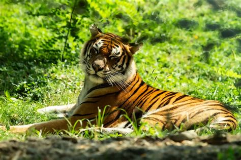 What Causes The Endangerment Of The Malayan Tigers Harimau Malaya