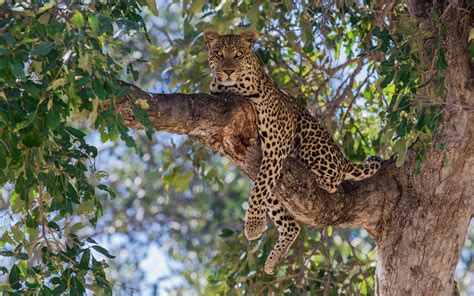 Wallpaper Trees Animals Nature Branch Wildlife Big Cats Bokeh