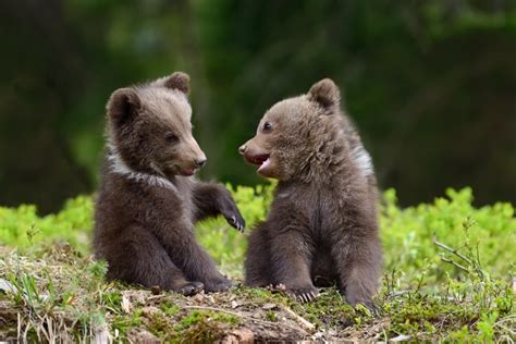 18 Adorable Photos Of Bears Being Basically Like Big Puppies Best Life