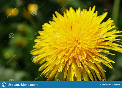 A Dandelion In Bloom Stock Photo Image Of Dandelion 148059060