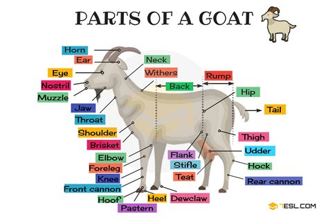 Goat Anatomy: Parts of a Goat in English with Pictures • 7ESL