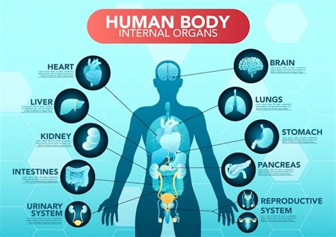 Esquema De órganos Internos Del Cuerpo Humano Cartel Infográfico Plano