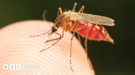 Defeat Malaria In A Generation Heres How
