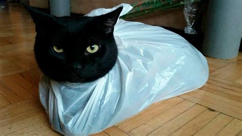 Plastic bags are dangerous to your cat for so many reasons. Cats vs Bags(Plastic bags, Paper bags) - Funny Cats Scared ...