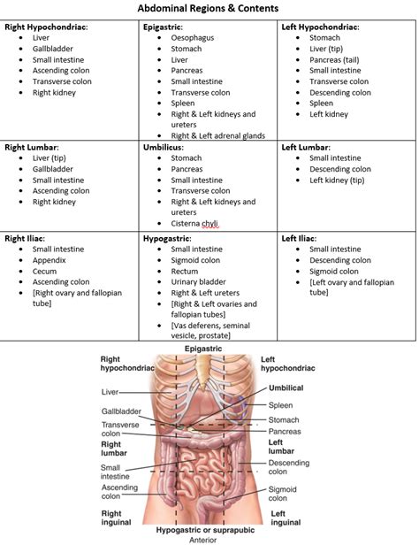 Abdominal Regions And Contents Basic Anatomy And Physiology Medical