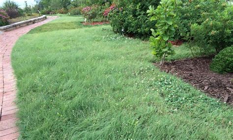 Buffalo Grass Pros Cons And Facts Ope Reviews