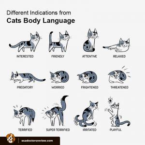 Understanding Your Cats Body Language Esa Reviews