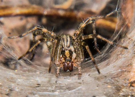 Maryland Biodiversity View Thumbnails Grass Spider Agelenopsis Sp