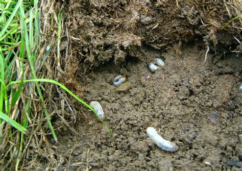 There are lots of articles about how to handle grubs in your lawn, but i don't have a lawn. Grubs in gardens, "touch-up" planting, and free baby ...