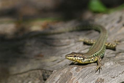 Green Lizard Agriates Desert France In Photos