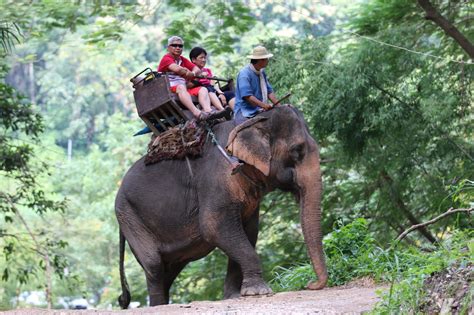 Elephant Rides On The Wane Ttr Weekly