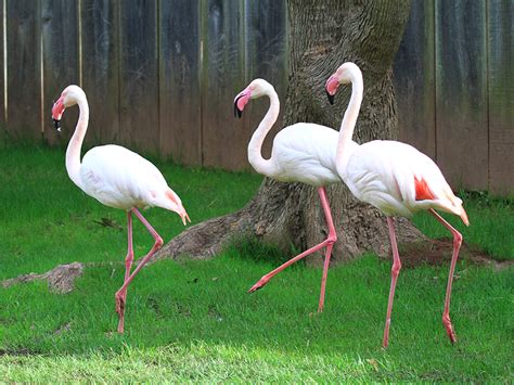 Greater Flamingo Alexandria Zoo