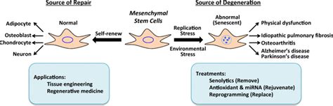 roles of normal and senescent mesenchymal stem cells mscs during download scientific diagram