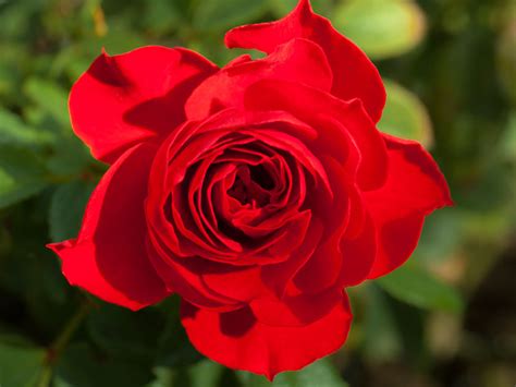 Pick A Royal Rose Fit For A Queen