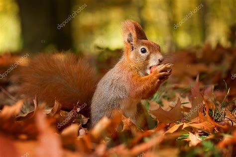 Squirrel Autumn Nut And Dry Leaves Stock Photo By ©kamilpetran 127316306