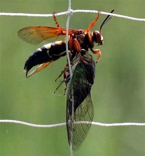 Imposter Identities “murder Hornets” Vs Eastern Cicada Killers Uf Ifas Extension Orange County