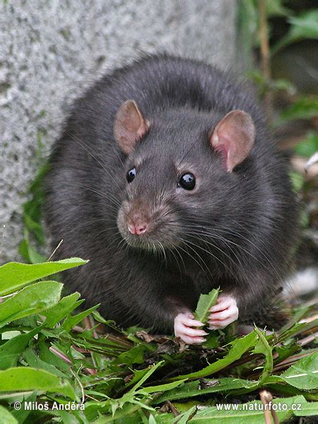 Ship Rat Black Rat Photos Ship Rat Black Rat Images Nature Wildlife