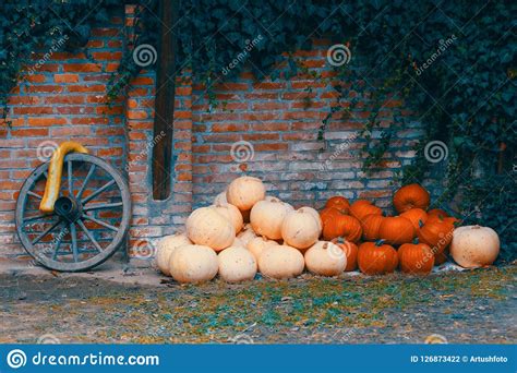 Ripe Autumn Pumpkins On The Farm Stock Photo Image Of Nature