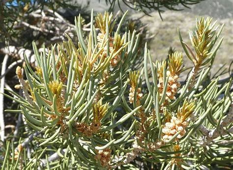 Drought Effects On Pinus Monophylla Single Leaf Pinyon Pine In The