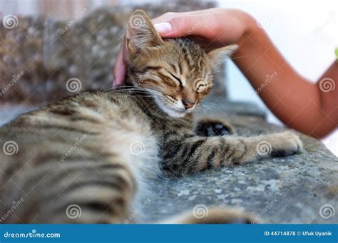 Person Is Petting A Cat Stock Photo Image Of Attention 44714878