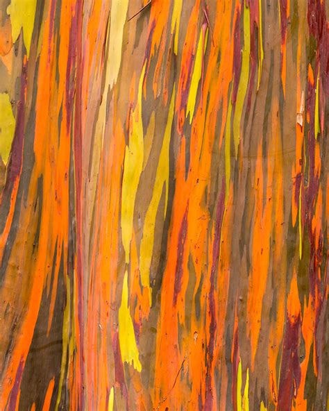 Rainbow Eucalyptus Tree Bark 8x10 Print Etsy