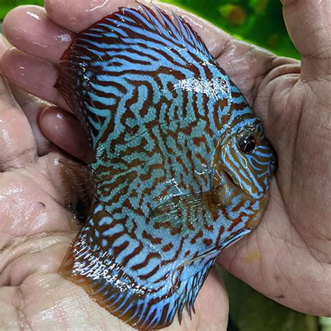 Tiger Turquoise Discus High Body Wattley Discus